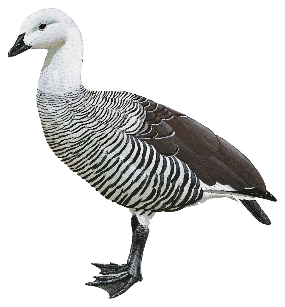 Upland Goose / Chloephaga picta