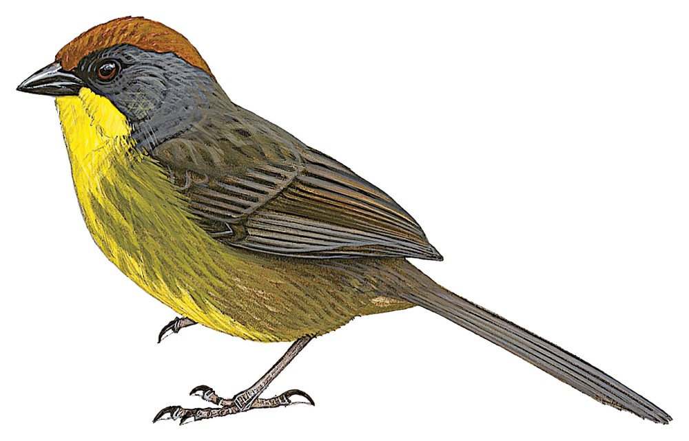Rufous-capped Brushfinch / Atlapetes pileatus