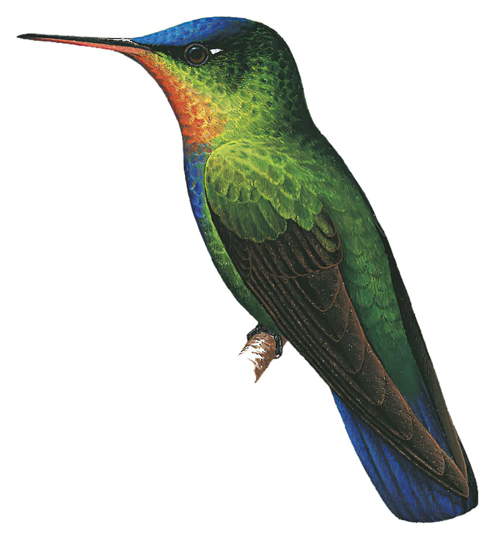Fiery-throated Hummingbird / Panterpe insignis
