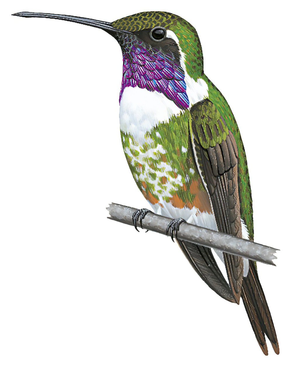 Beautiful Hummingbird / Calothorax pulcher