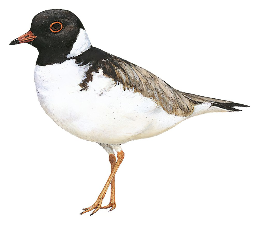 Hooded Plover / Thinornis cucullatus