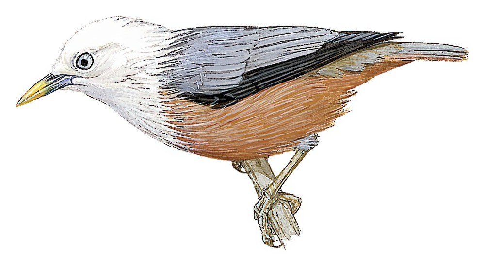 Malabar Starling / Sturnia blythii