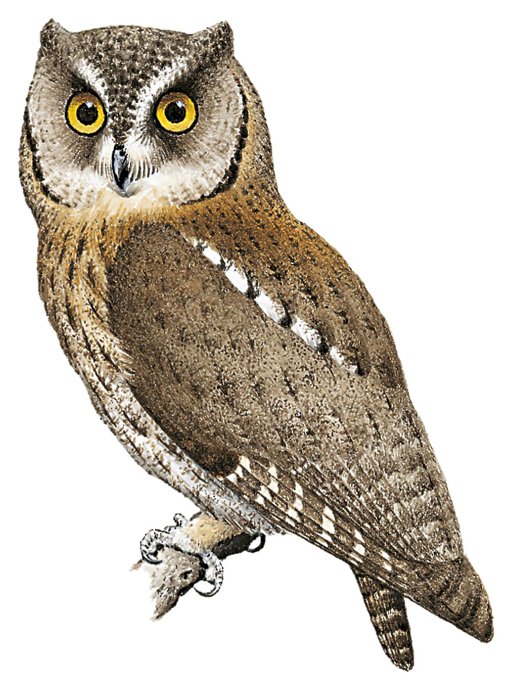 Malagasy Scops-Owl / Otus rutilus