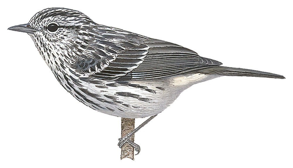 Arrowhead Warbler / Setophaga pharetra