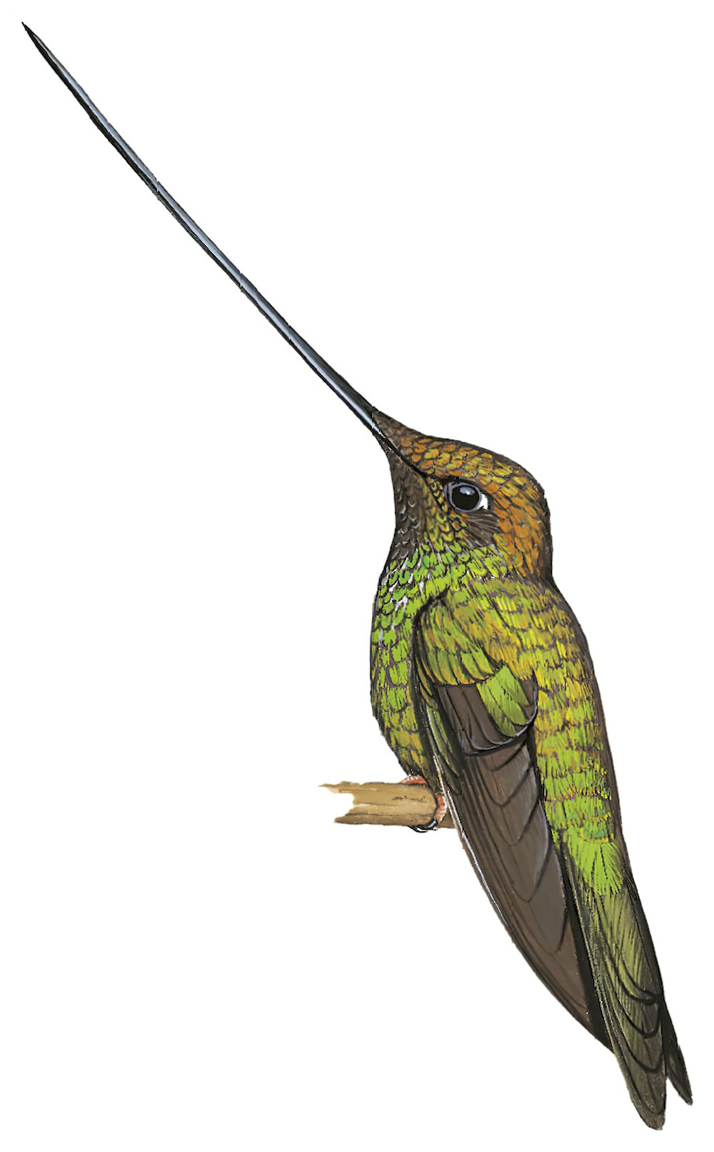 Sword-billed Hummingbird / Ensifera ensifera