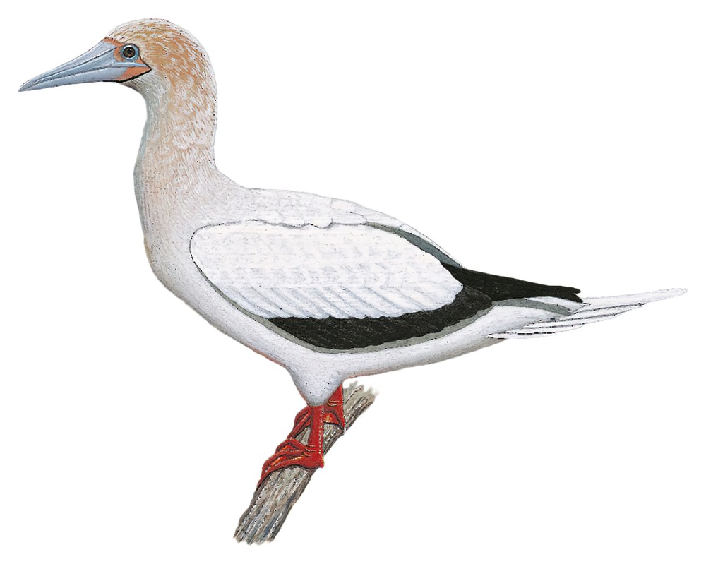 Red-footed Booby / Sula sula