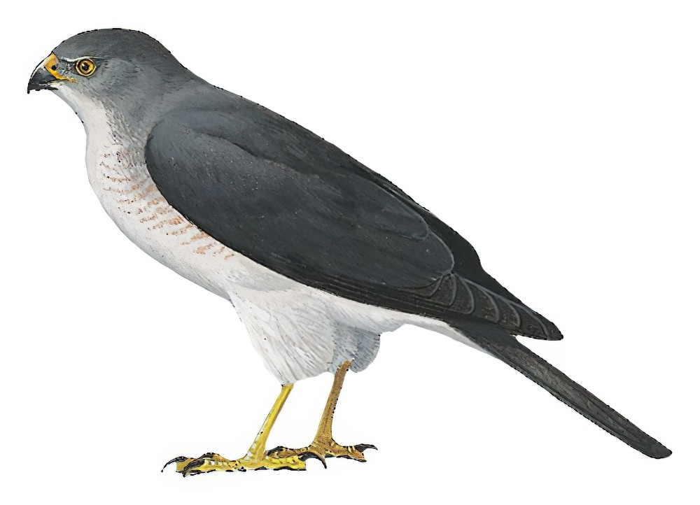 Frances\'s Sparrowhawk / Accipiter francesiae