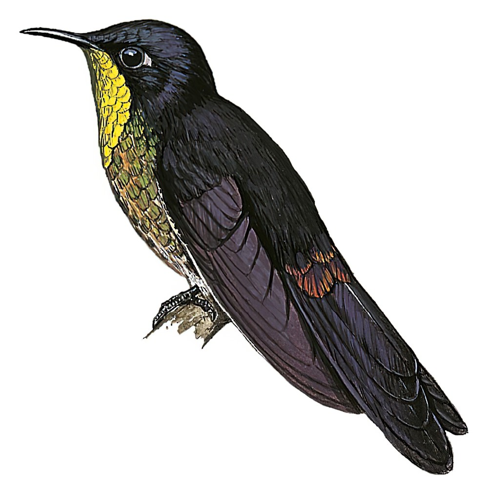 Black-backed Thornbill / Ramphomicron dorsale