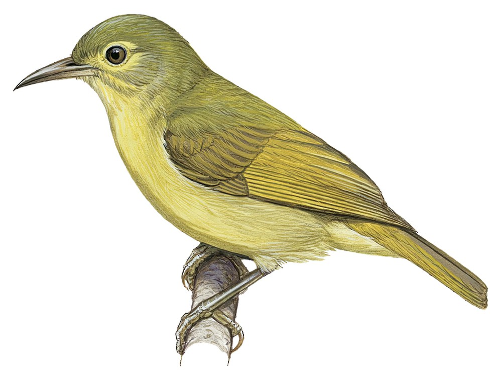 Fraser\'s Sunbird / Deleornis fraseri