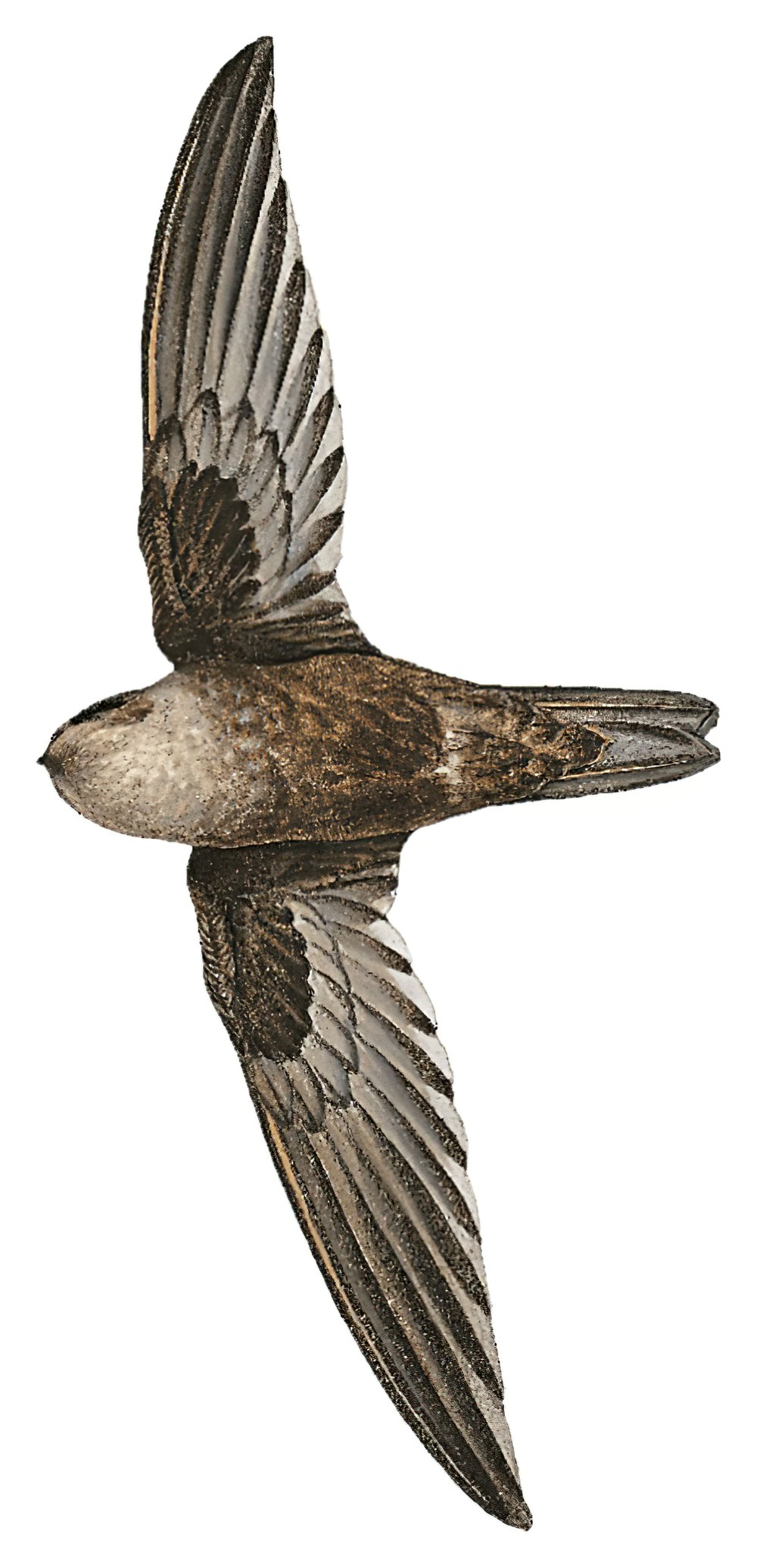 Mossy-nest Swiftlet / Aerodramus salangana