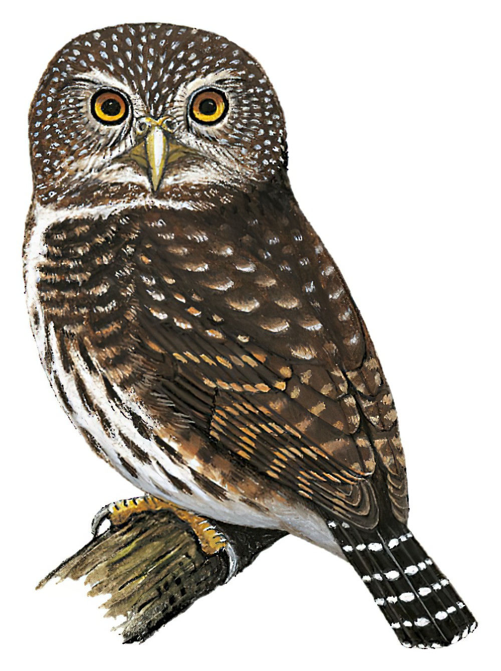 Yungas Pygmy-Owl / Glaucidium bolivianum
