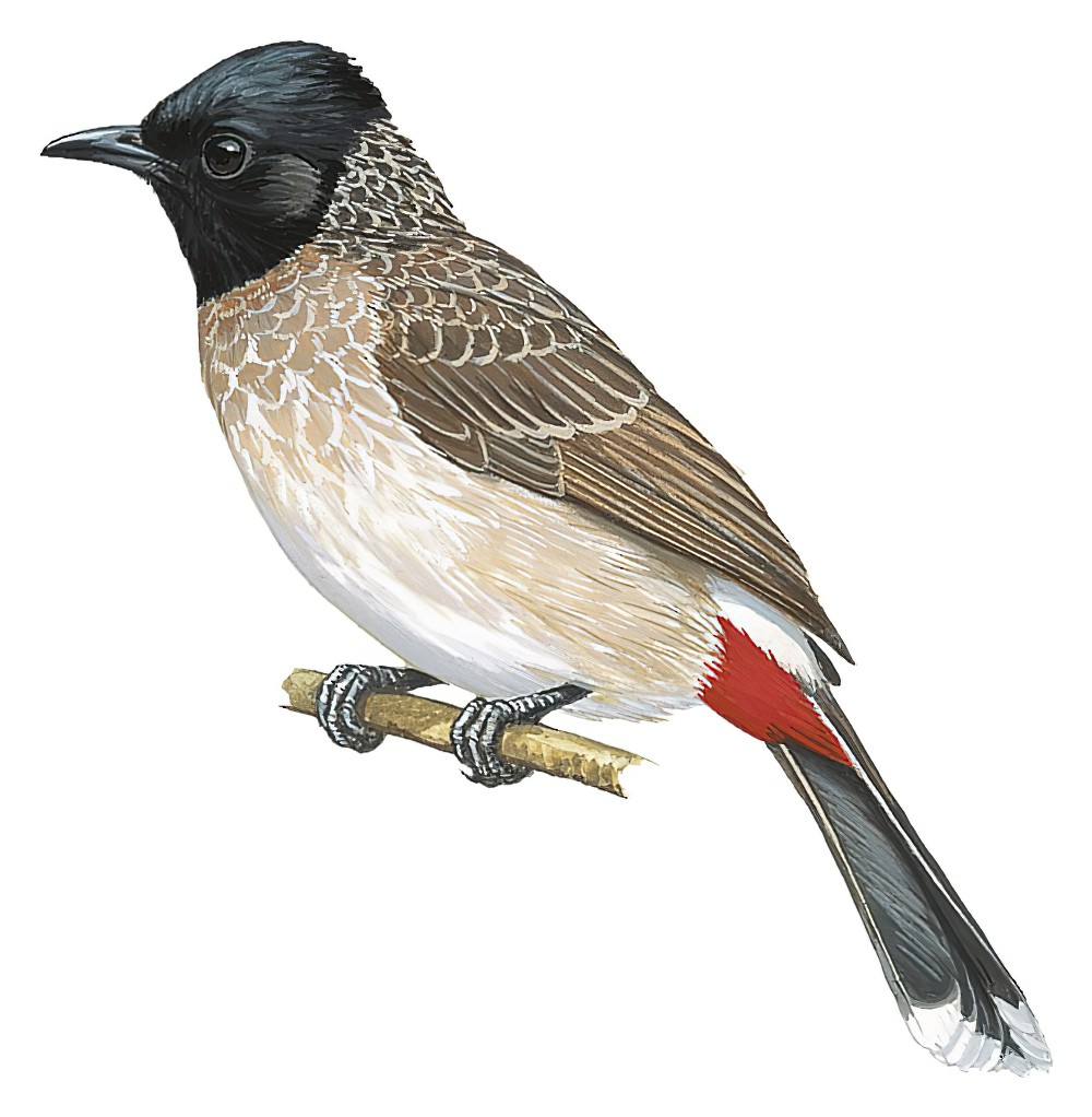 Red-vented Bulbul / Pycnonotus cafer