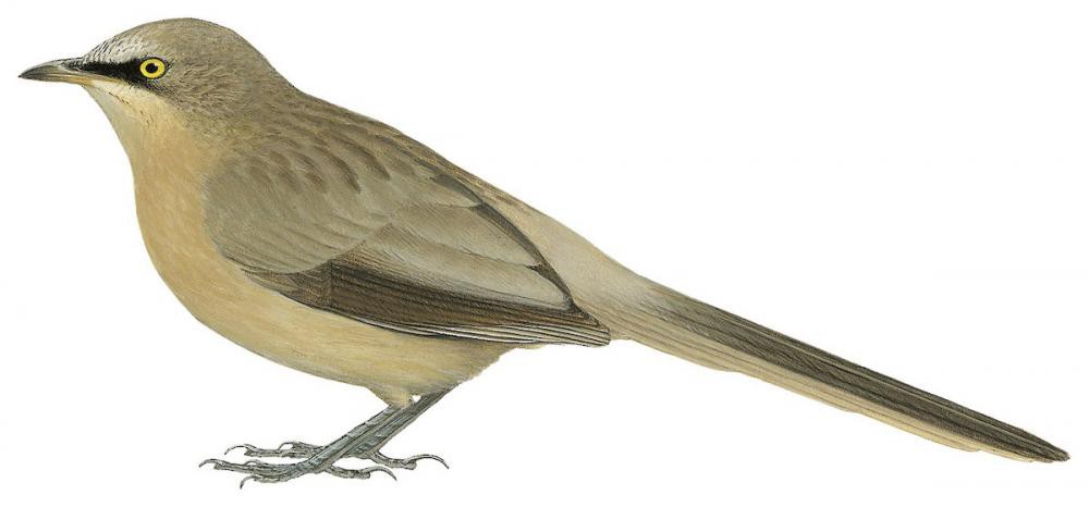 Large Gray Babbler / Turdoides malcolmi
