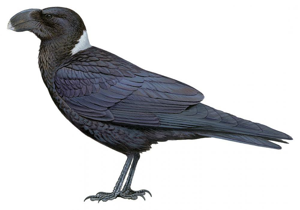 White-necked Raven / Corvus albicollis
