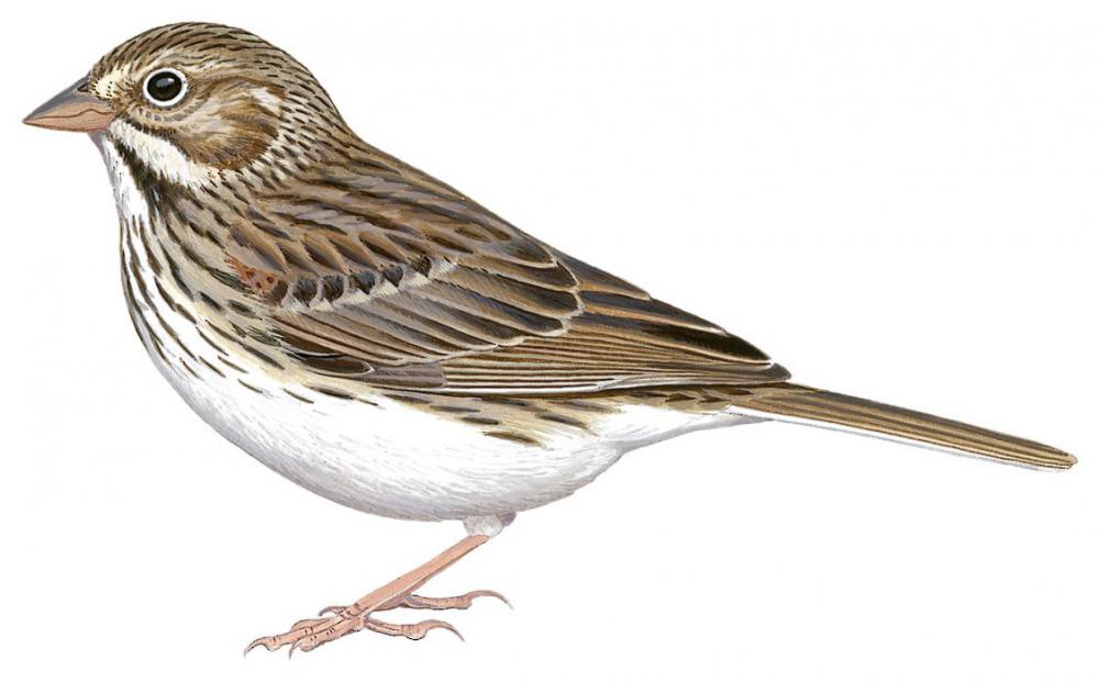 Vesper Sparrow / Pooecetes gramineus