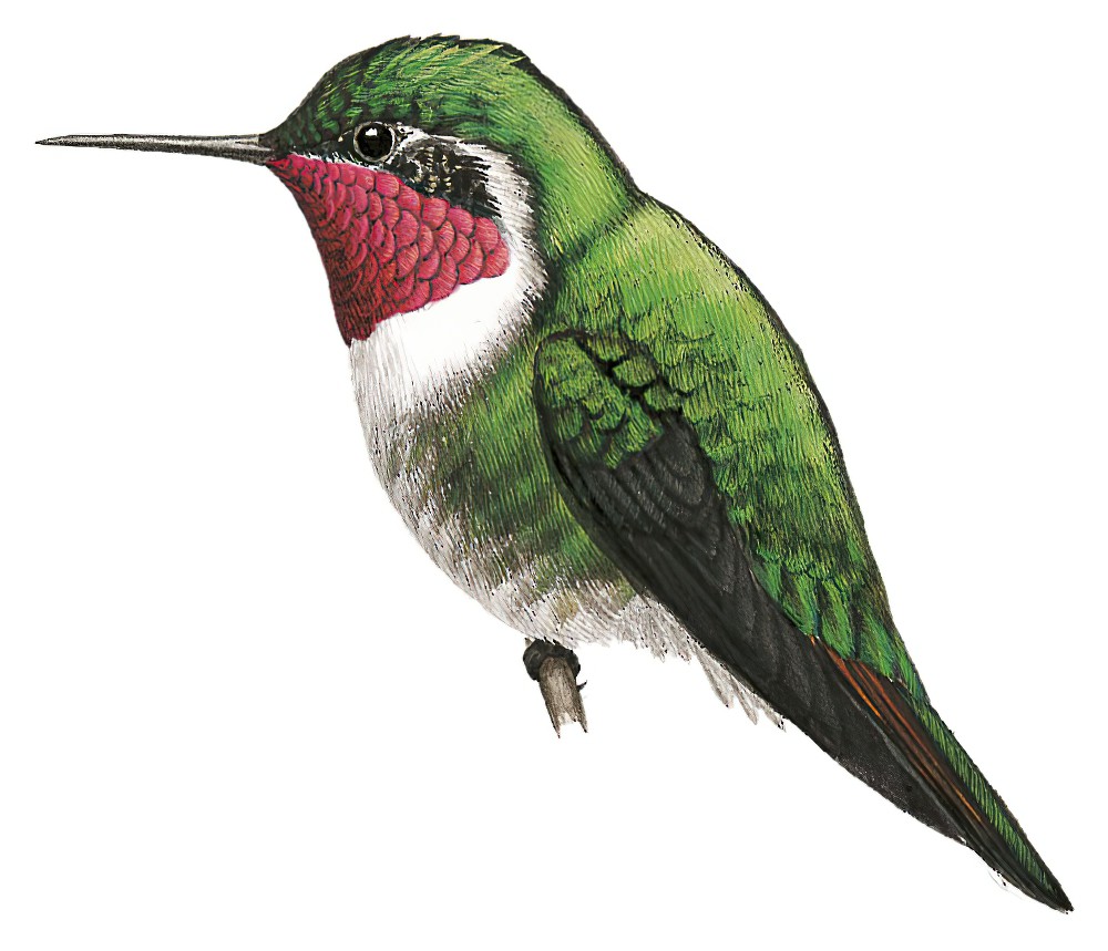 Broad-tailed Hummingbird / Selasphorus platycercus
