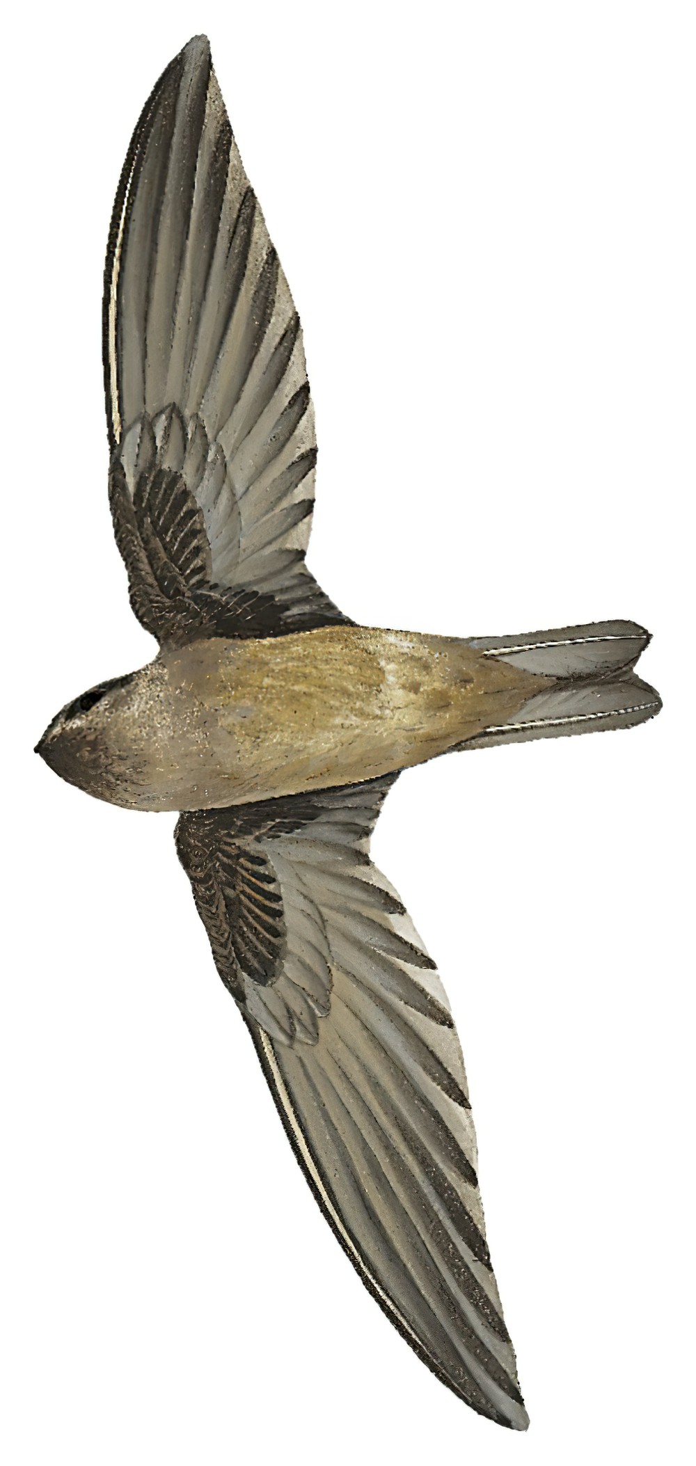Mascarene Swiftlet / Aerodramus francicus