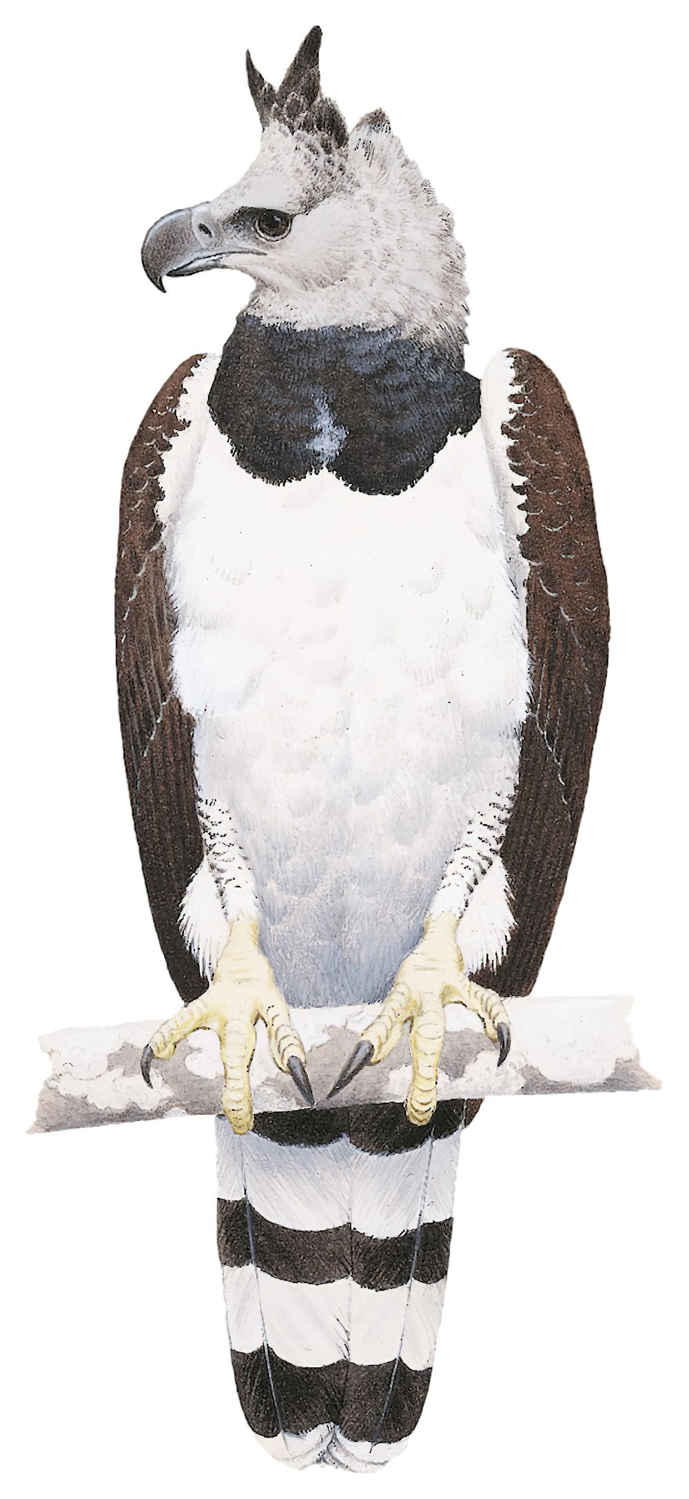Harpy Eagle / Harpia harpyja