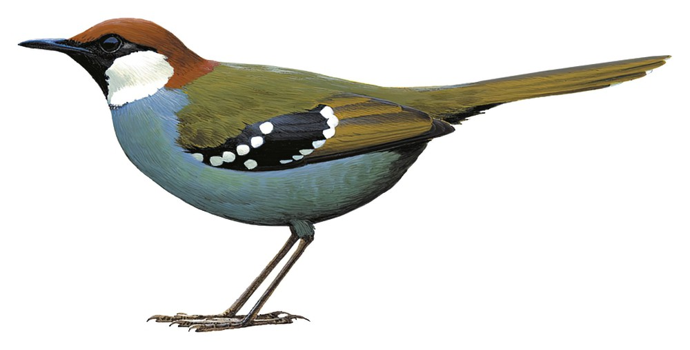 Spotted Jewel-babbler / Ptilorrhoa leucosticta