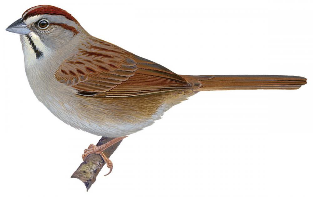 Rusty Sparrow / Aimophila rufescens