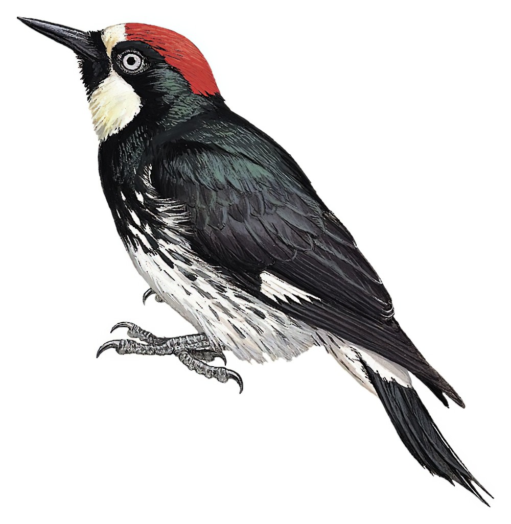 Acorn Woodpecker / Melanerpes formicivorus