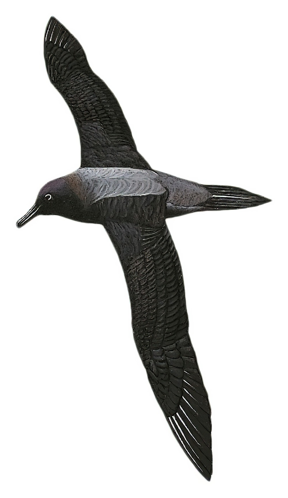 Light-mantled Albatross / Phoebetria palpebrata