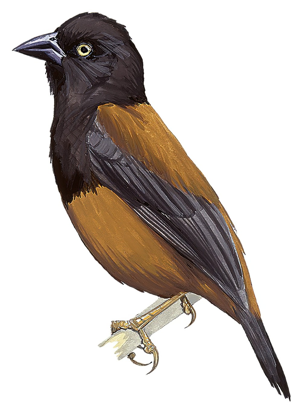Vieillot\'s Weaver / Ploceus nigerrimus