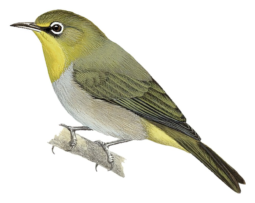 Abyssinian White-eye / Zosterops abyssinicus