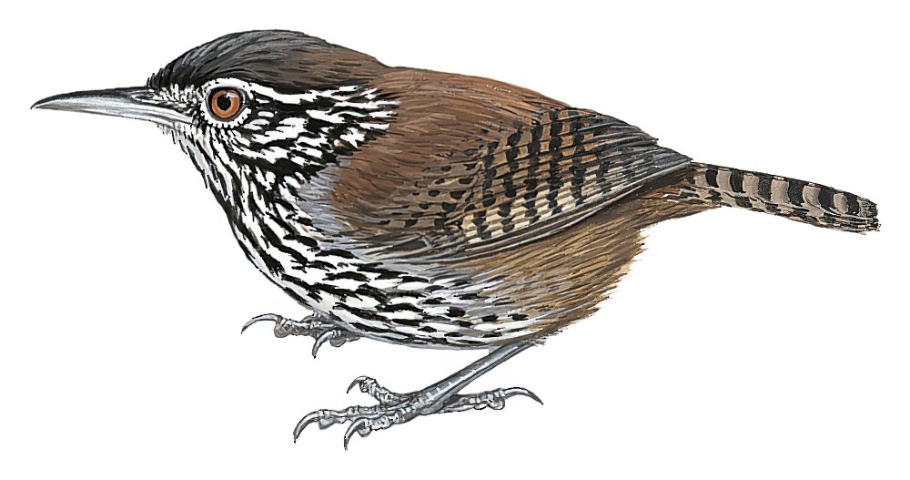 Stripe-breasted Wren / Cantorchilus thoracicus