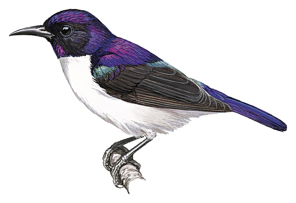 Eastern Violet-backed Sunbird / Anthreptes orientalis