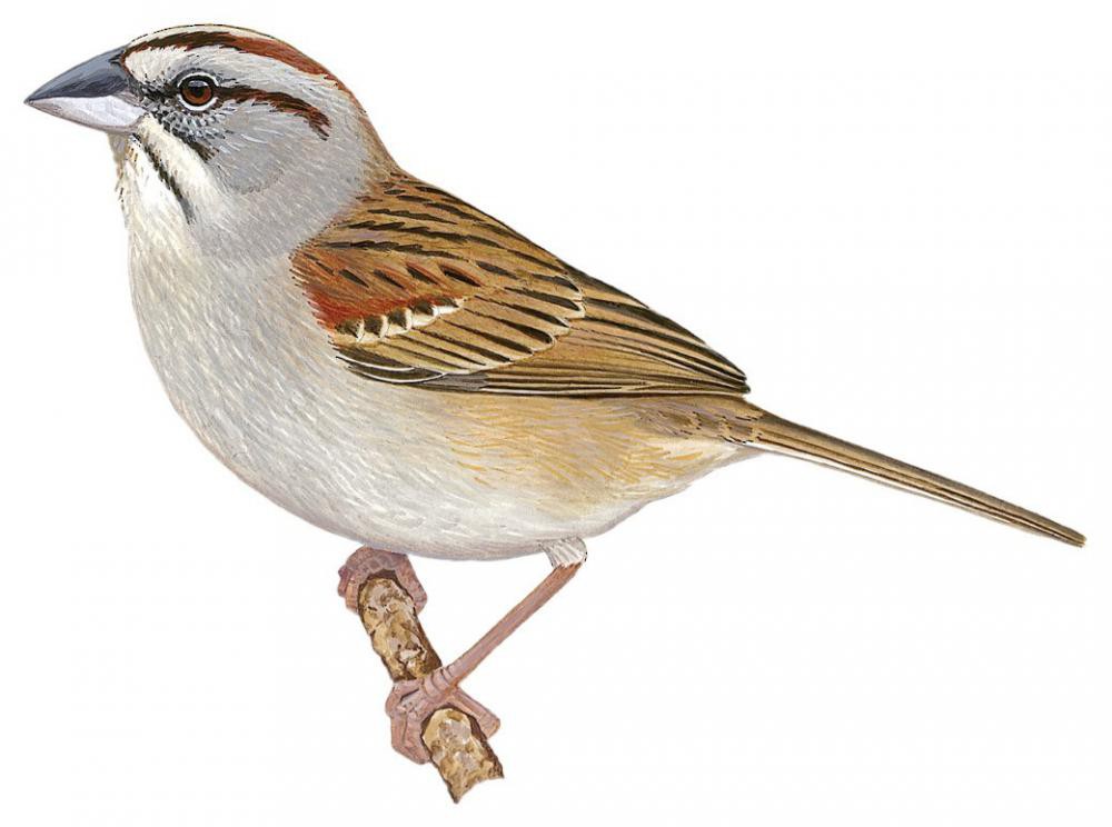 Tumbes Sparrow / Rhynchospiza stolzmanni