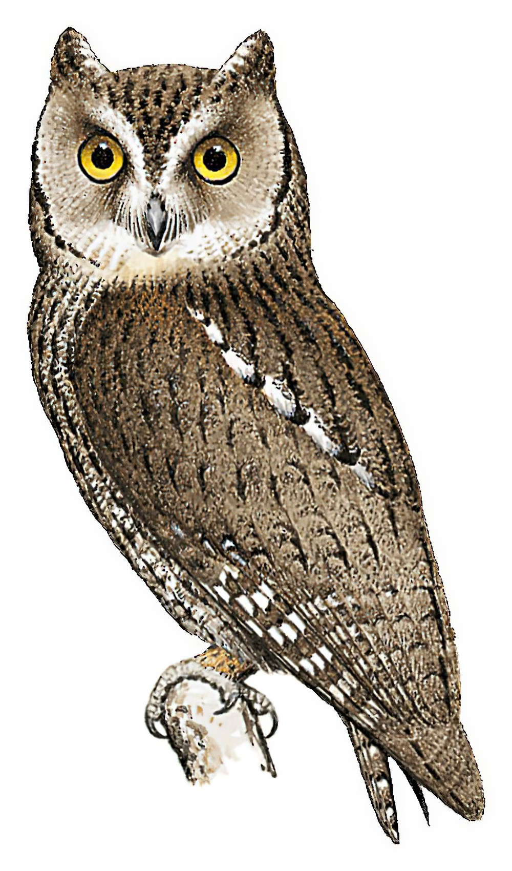 African Scops-Owl / Otus senegalensis