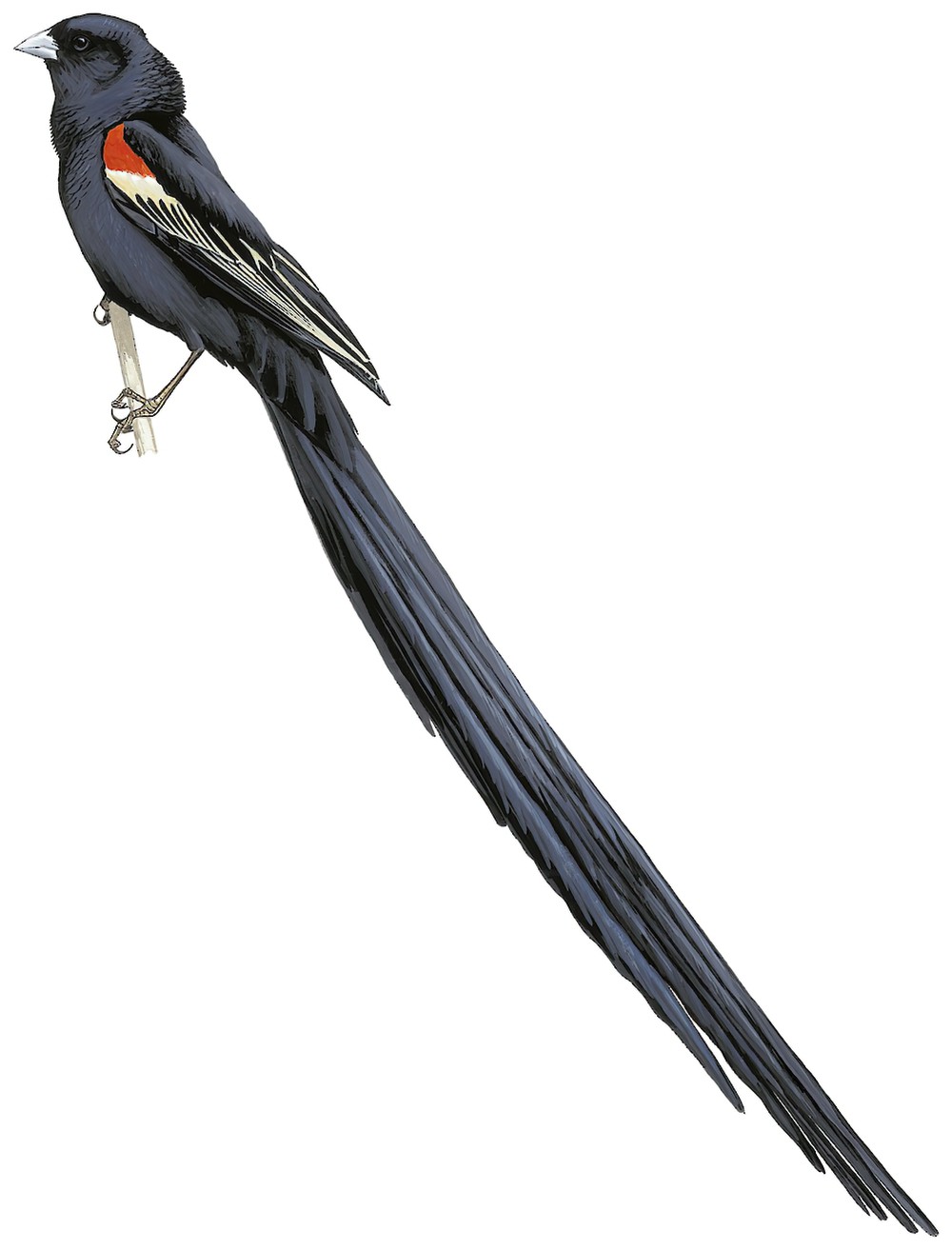 Long-tailed Widowbird / Euplectes progne