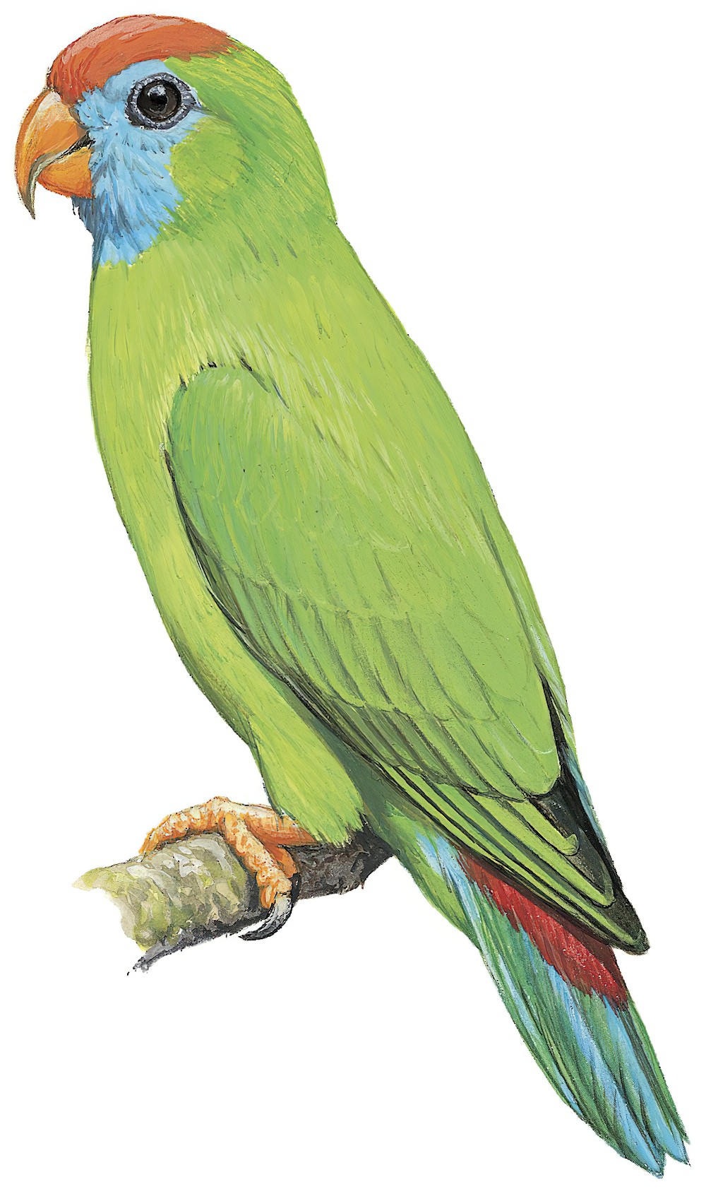 Camiguin Hanging-Parrot / Loriculus camiguinensis