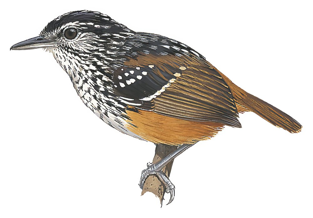 Peruvian Warbling-Antbird / Hypocnemis peruviana