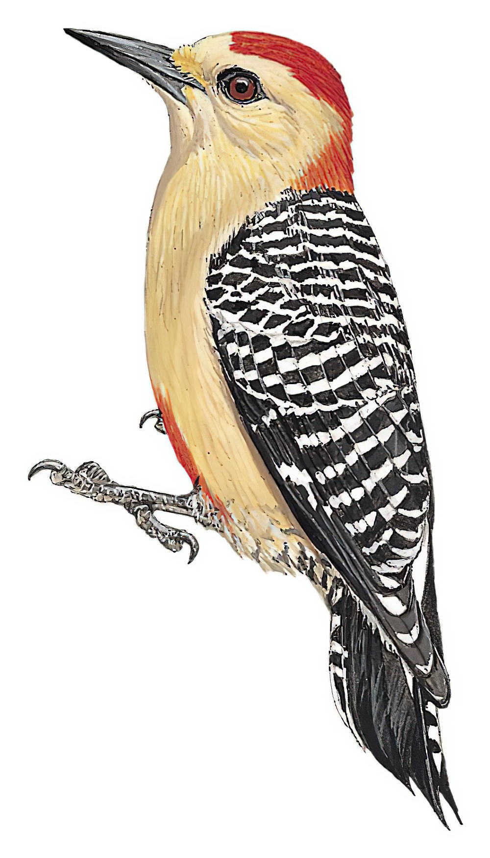 Red-crowned Woodpecker / Melanerpes rubricapillus