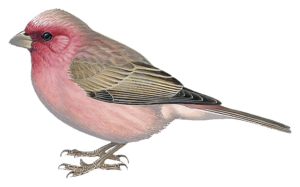 Sinai Rosefinch / Carpodacus synoicus