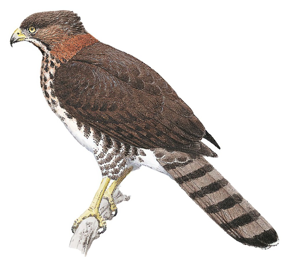 Congo Serpent-Eagle / Dryotriorchis spectabilis