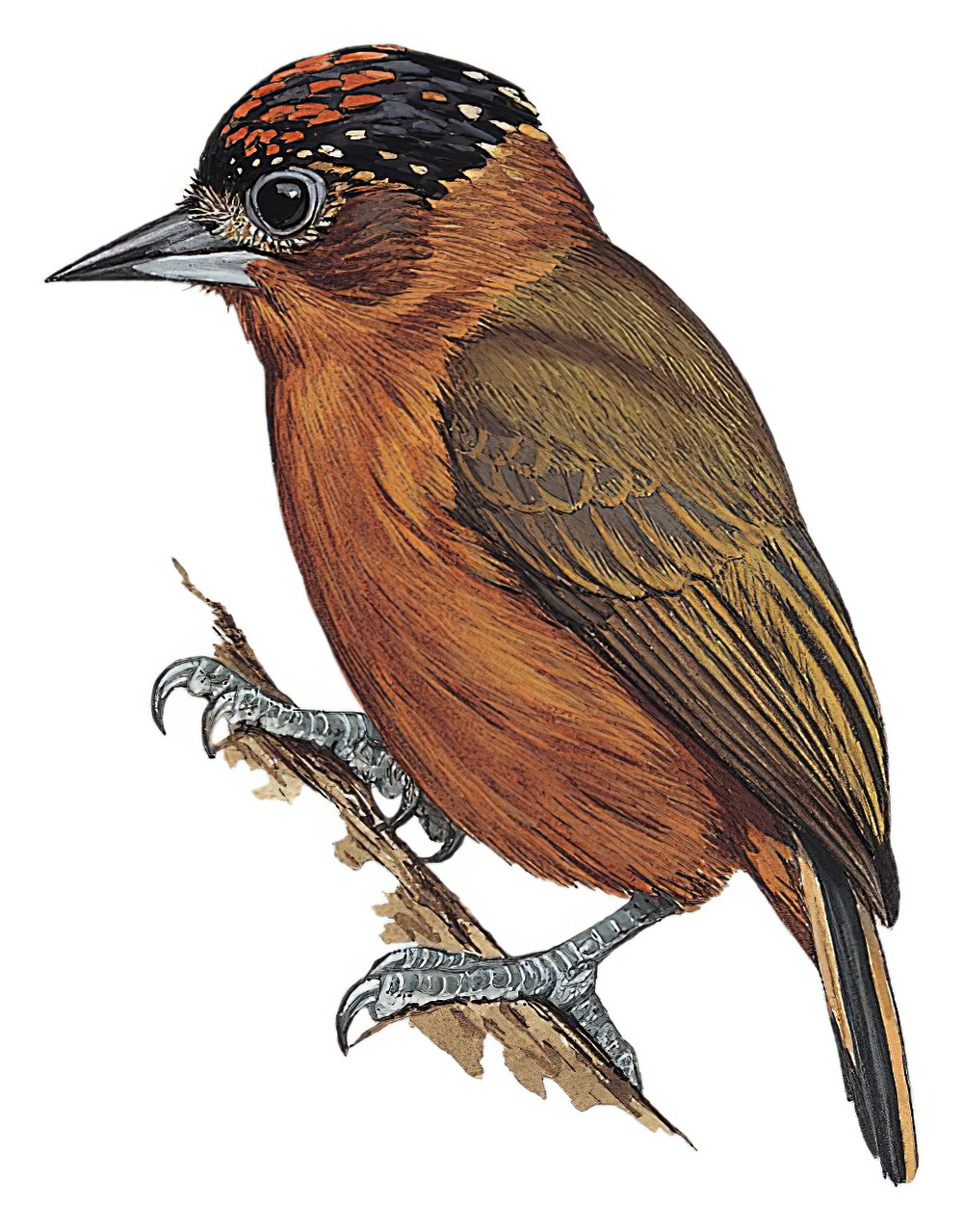 Rufous-breasted Piculet / Picumnus rufiventris