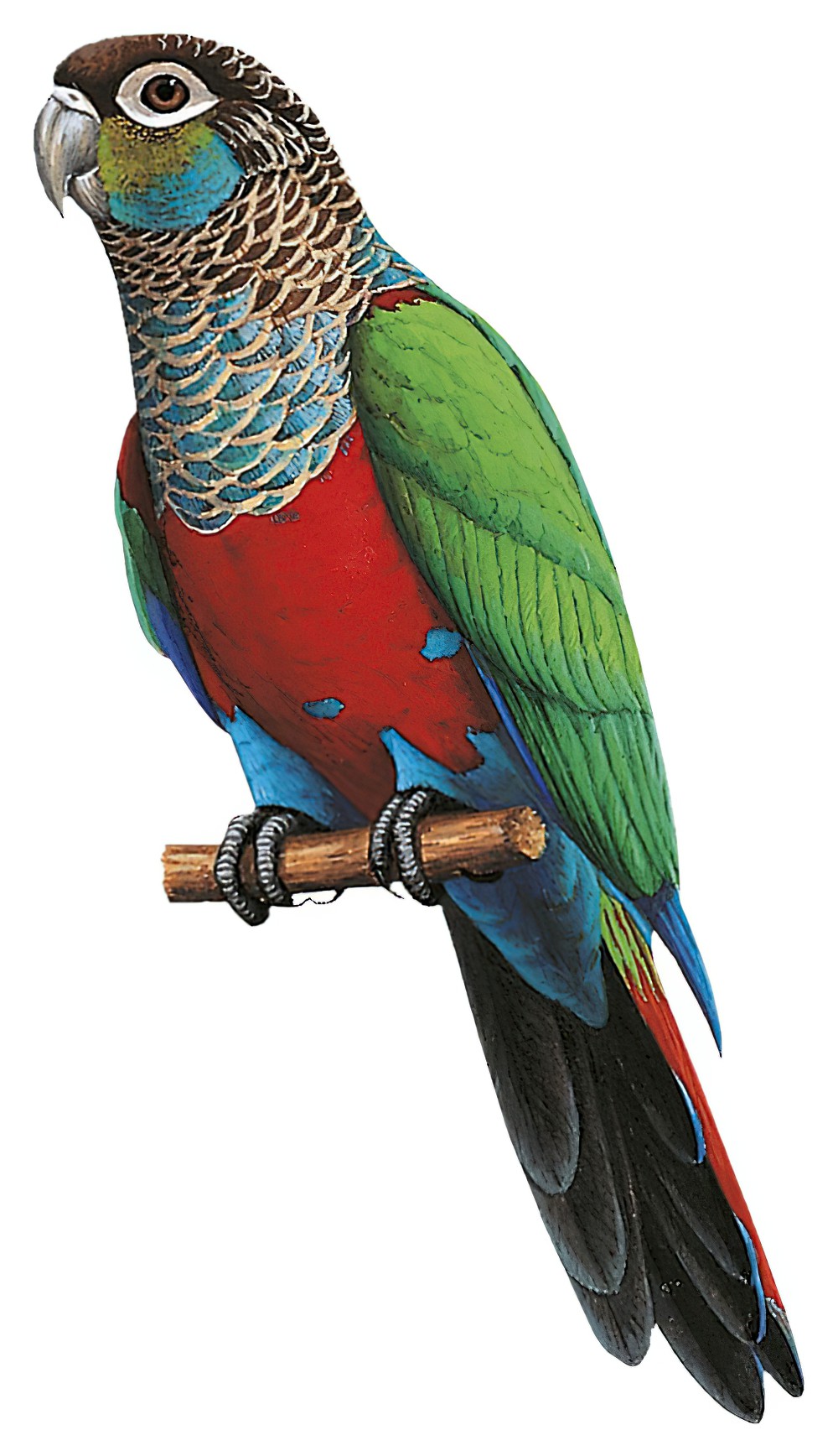 Crimson-bellied Parakeet / Pyrrhura perlata