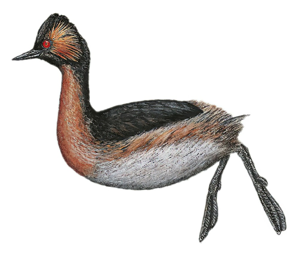 Colombian Grebe / Podiceps andinus