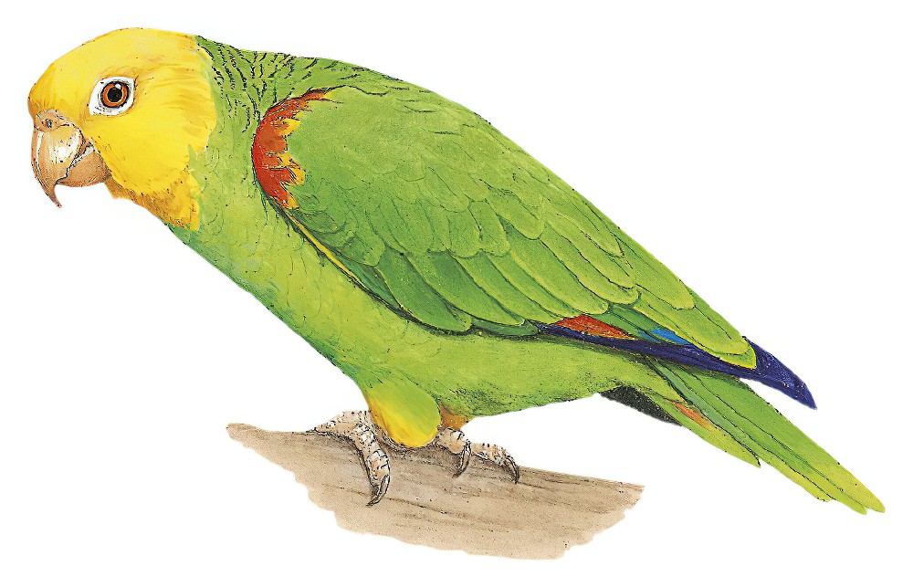Yellow-headed Parrot / Amazona oratrix