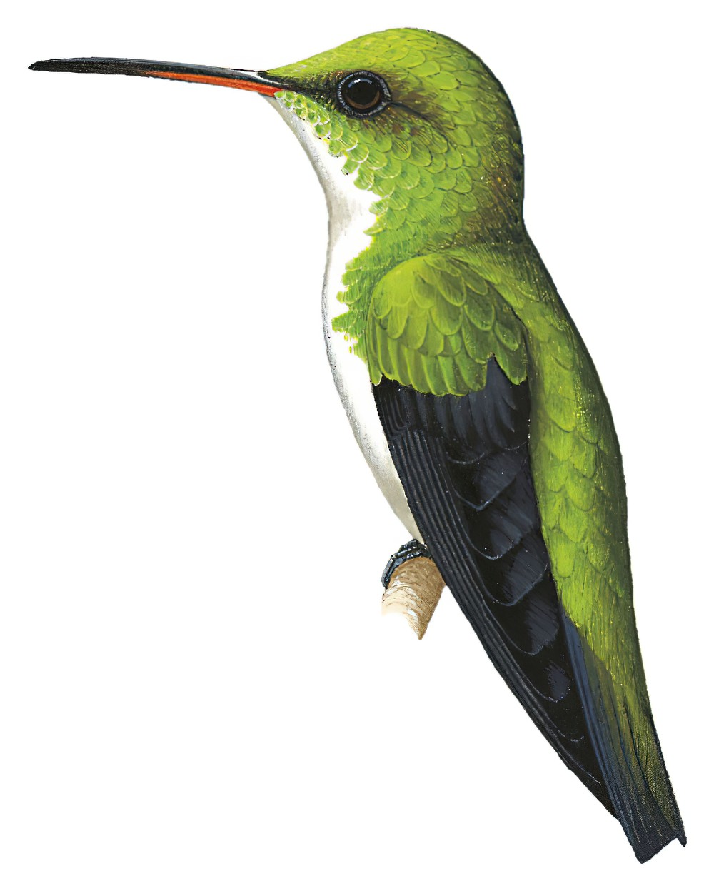 Plain-bellied Emerald / Amazilia leucogaster