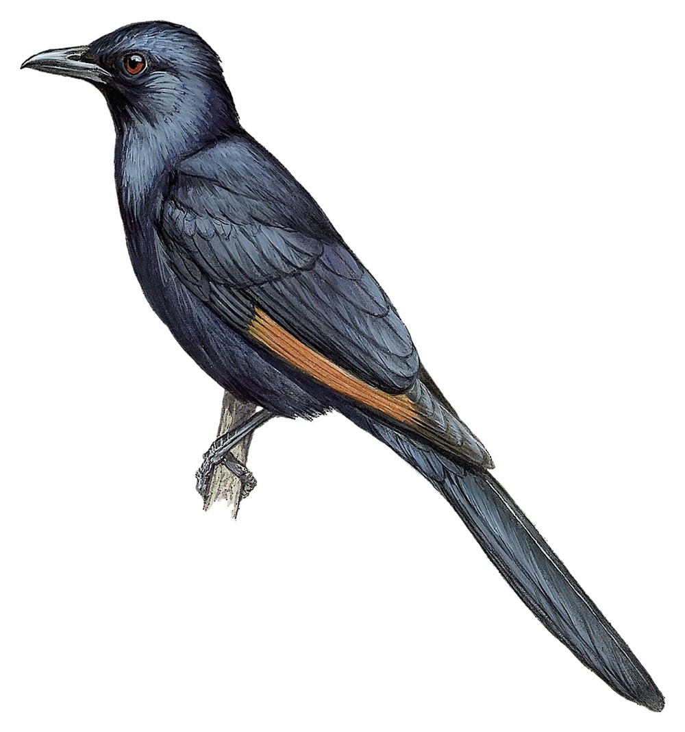 Somali Starling / Onychognathus blythii