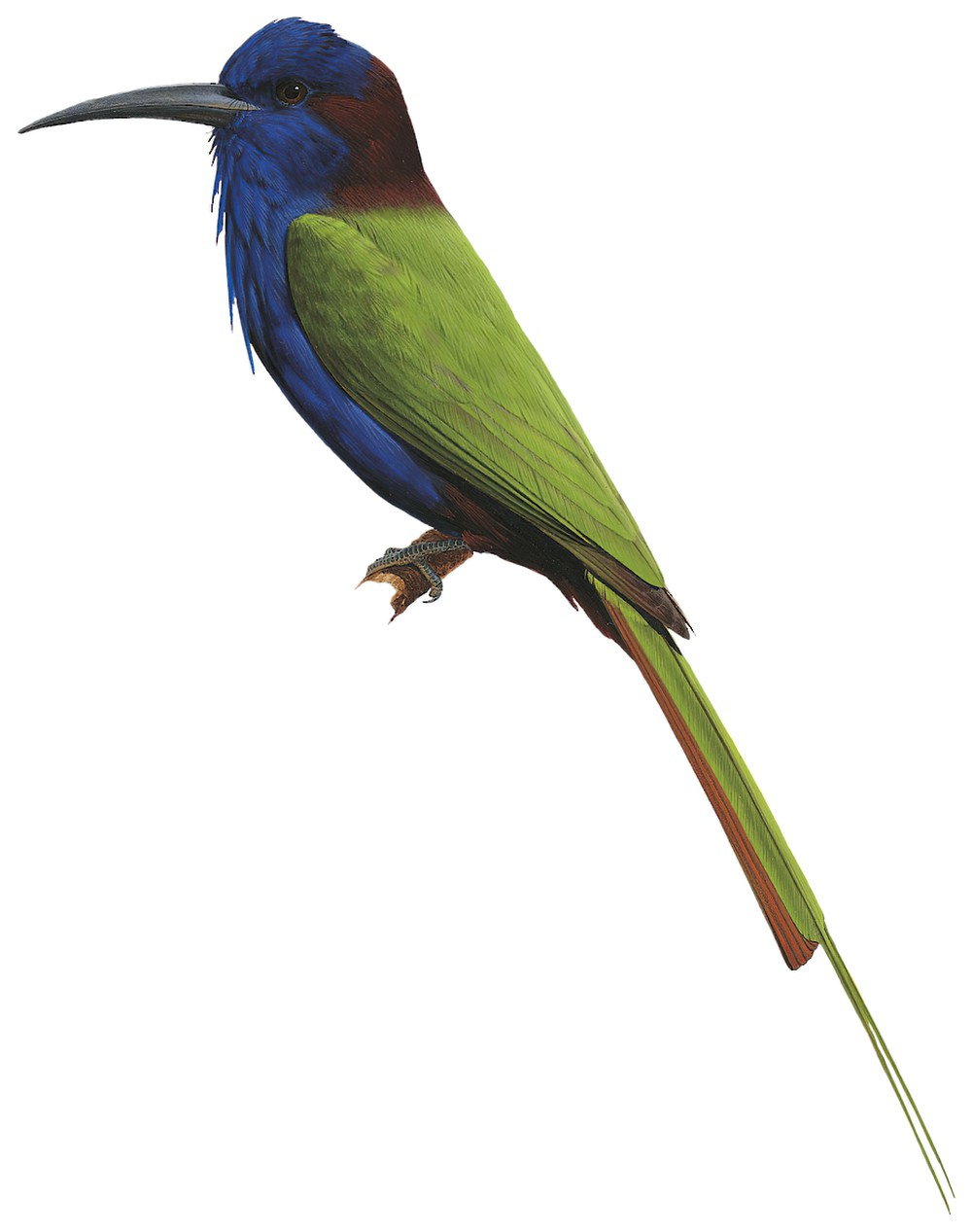 Purple-bearded Bee-eater / Meropogon forsteni
