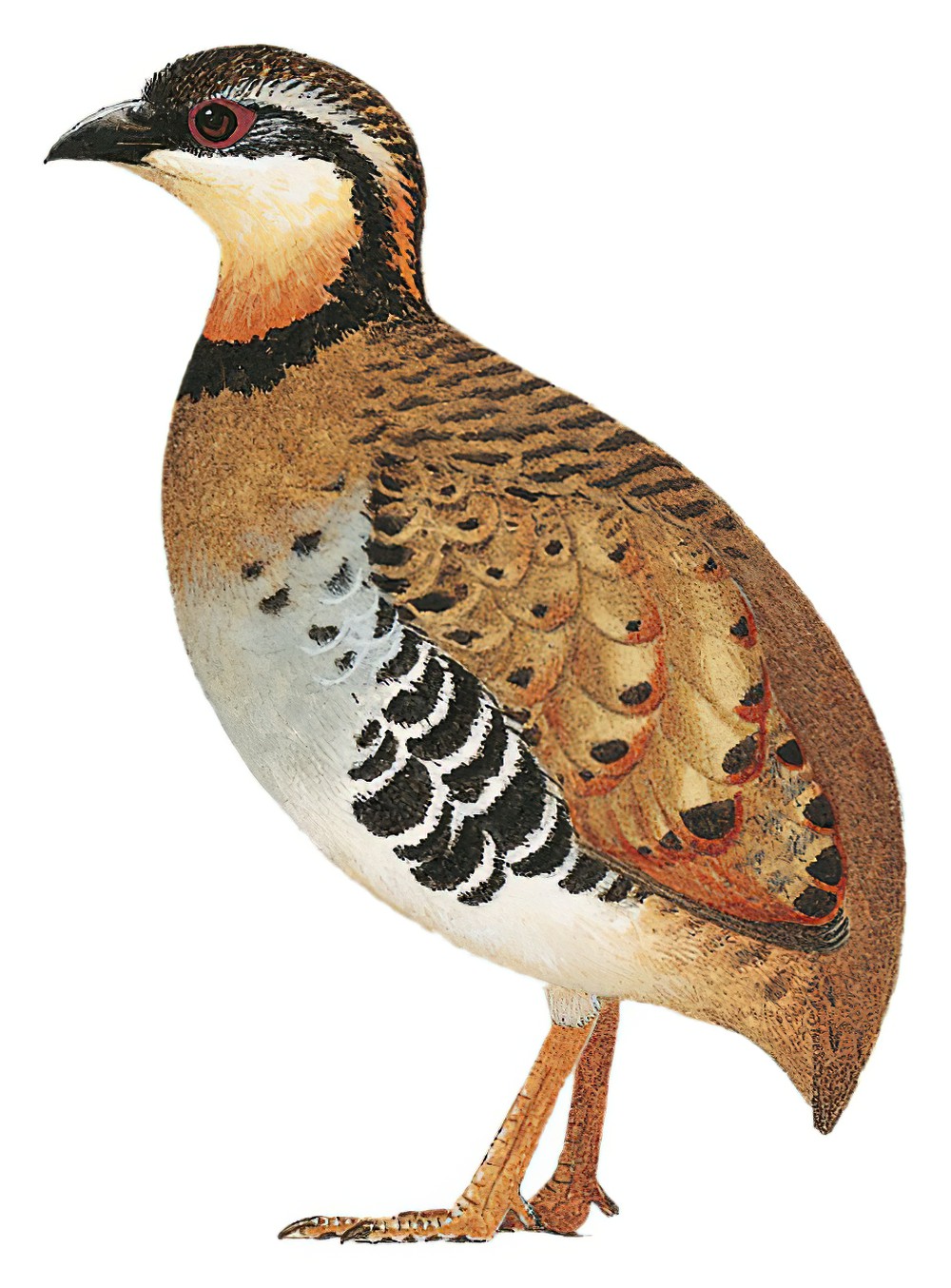 Orange-necked Partridge / Arborophila davidi