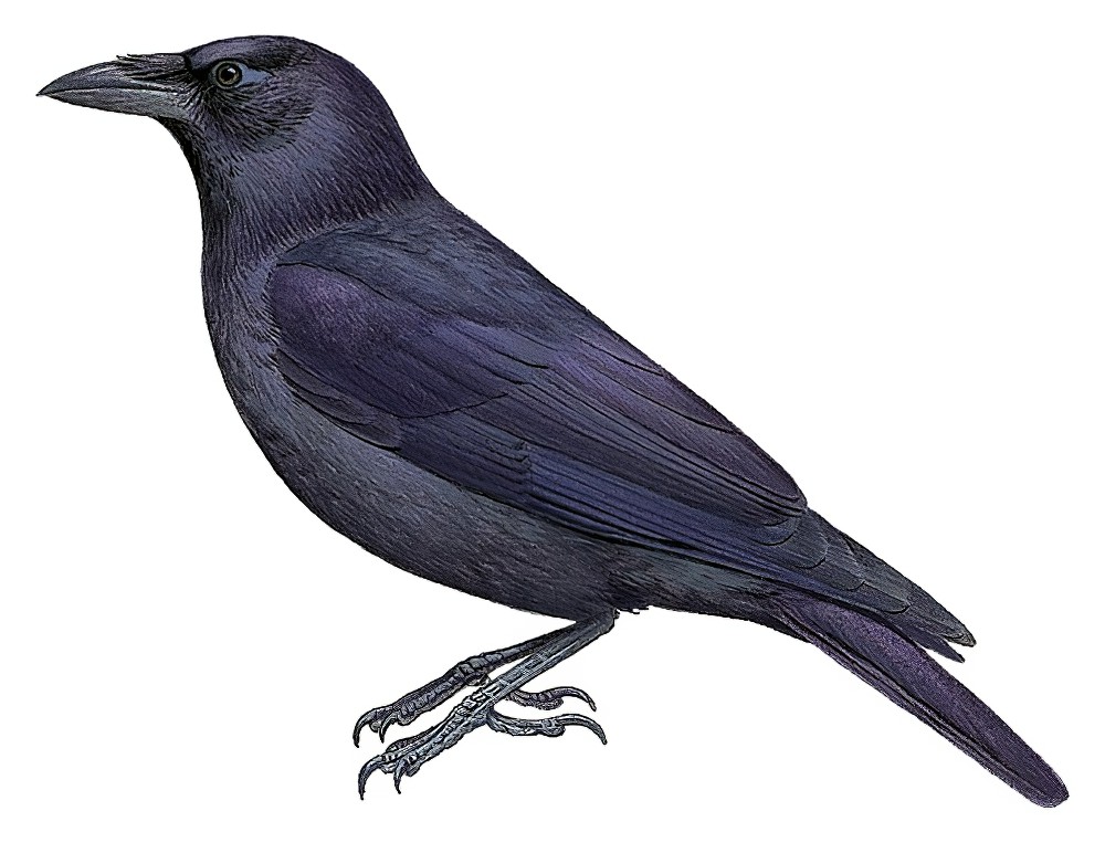 Flores Crow / Corvus florensis