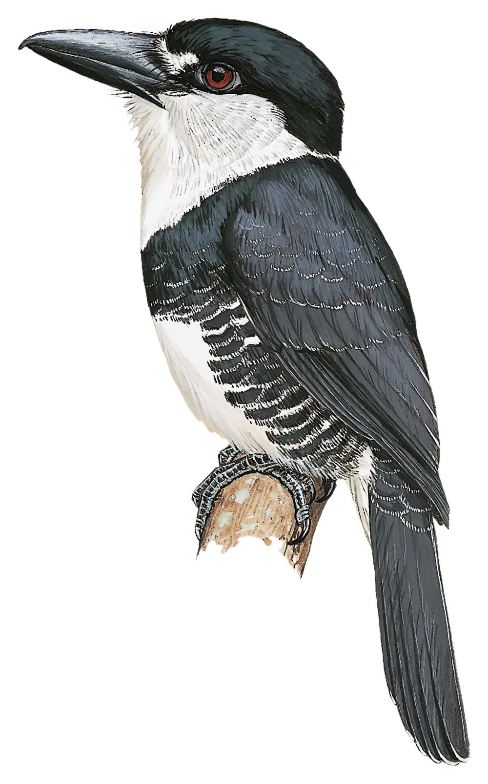 Guianan Puffbird / Notharchus macrorhynchos