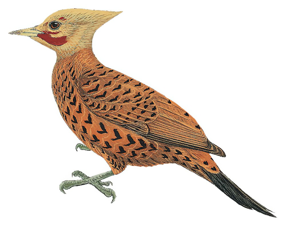 Chestnut-colored Woodpecker / Celeus castaneus