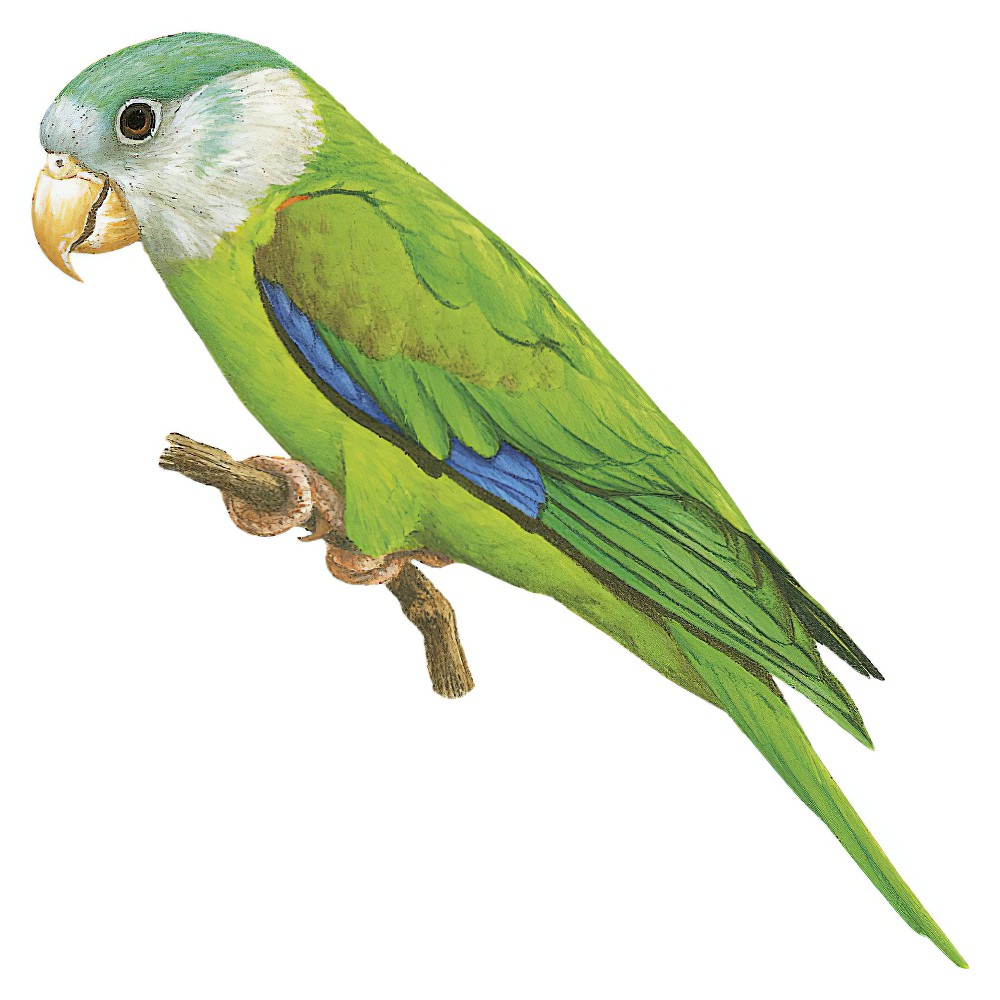 Gray-cheeked Parakeet / Brotogeris pyrrhoptera